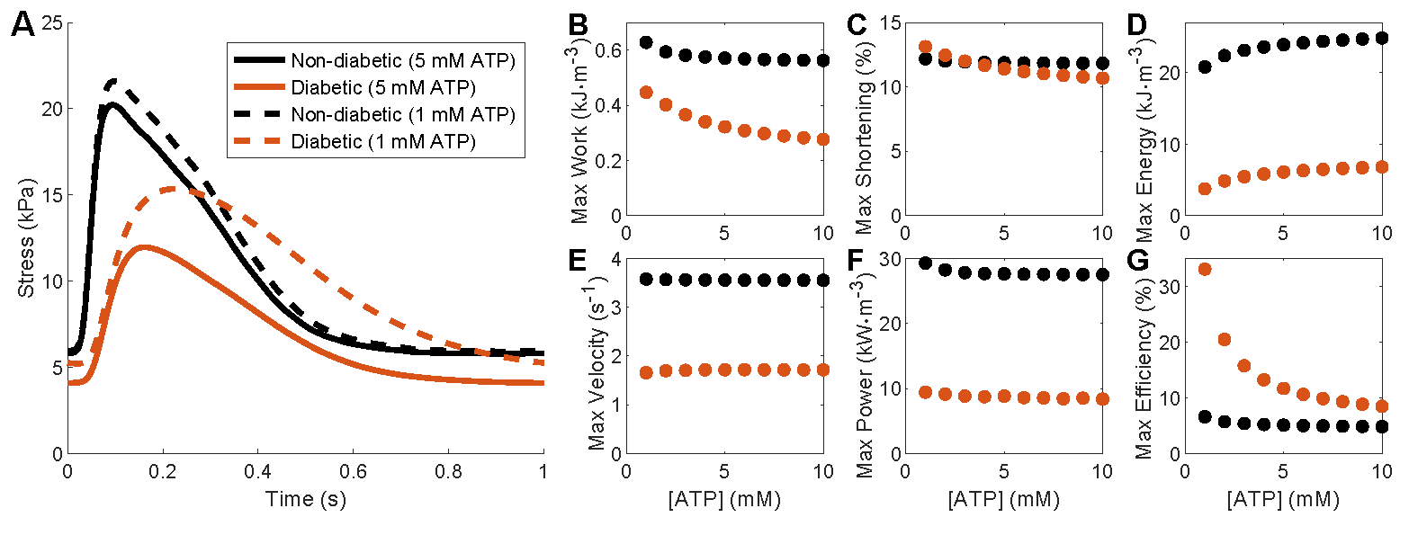 Reproduction of Figure 9 in  using the MATLAB script.This demonstrates isometric and work-loop simulations under various ATP concentrations.